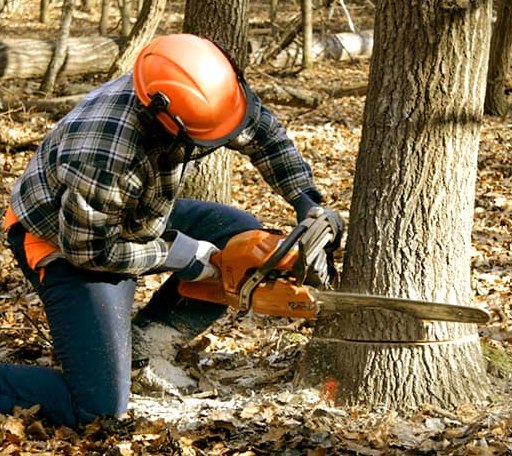 Tree Removal in Danbury, NH